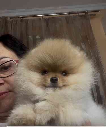 Щенки чихуахуа девочки Донецк