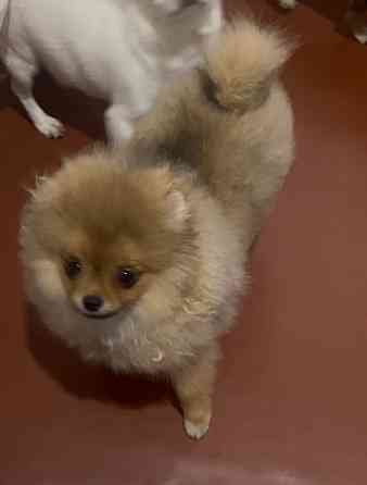 Щенки чихуахуа девочки Донецк