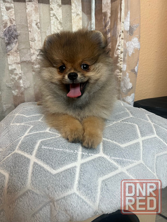 Щенки чихуахуа девочки Донецк - изображение 1