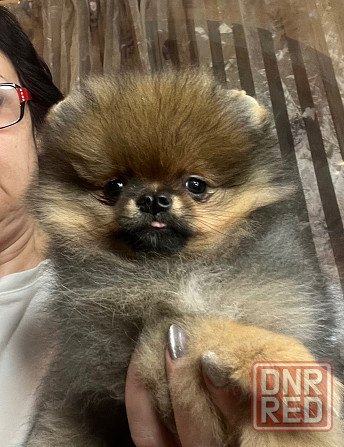 Щенки чихуахуа девочки Донецк - изображение 3