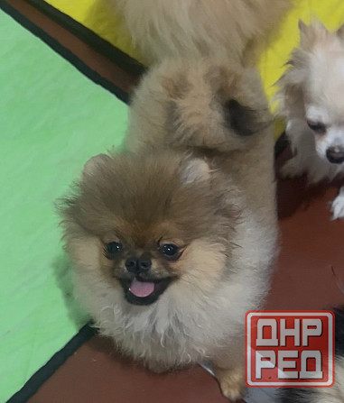 Щенки чихуахуа девочки Донецк - изображение 1