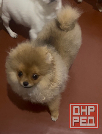 Щенки чихуахуа девочки Донецк - изображение 2