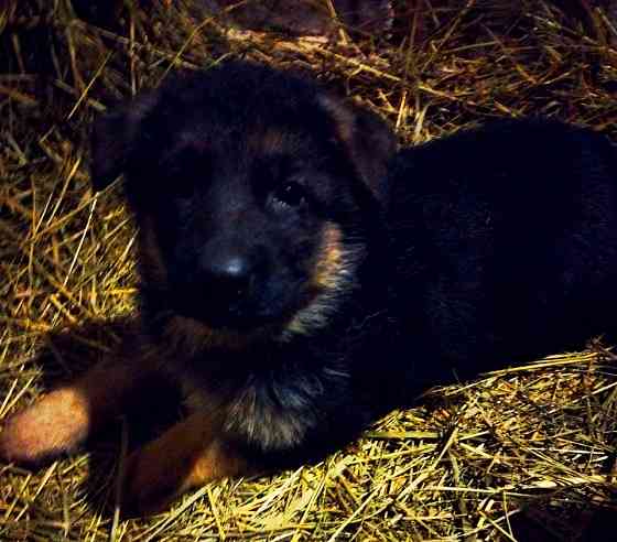 Щенки немецкой овчарки Донецк