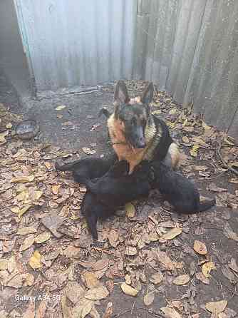 Щенки немецкой овчарки Донецк