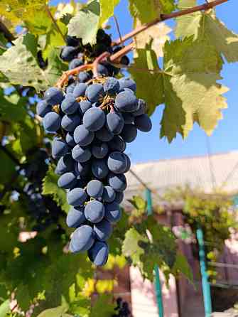 Продам виноград сорт Молдова Донецк