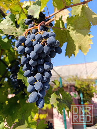 Продам виноград сорт Молдова Донецк - изображение 1
