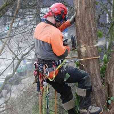 Спил Деревьев днр Донецк