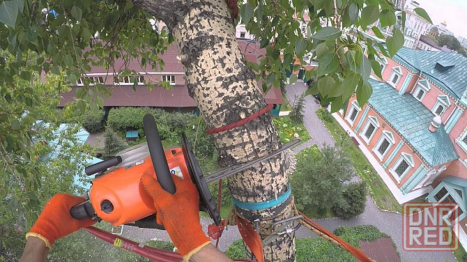 Спил Деревьев днр Донецк - изображение 2