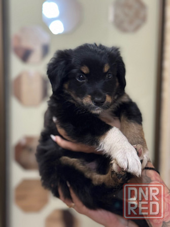 Милые щенки в добрые руки Донецк - изображение 1