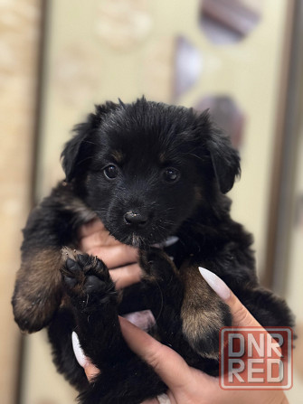 Милые щенки в добрые руки Донецк - изображение 2