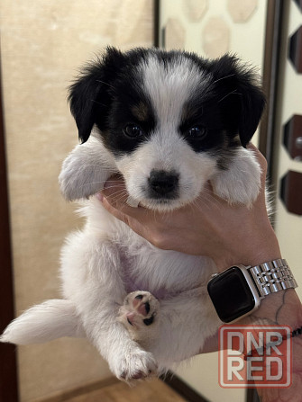 Милые щенки в добрые руки Донецк - изображение 3