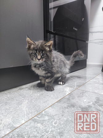 Котёнок мейн-кун Макеевка - изображение 3
