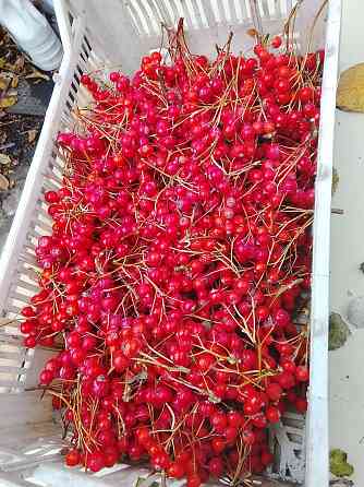 Боярышник Донецк