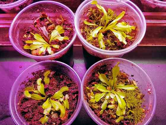 Мухоловки Донецк