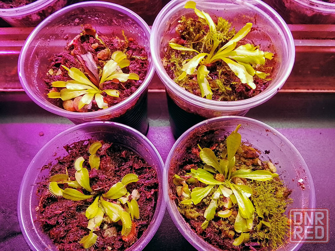 Мухоловки Донецк - изображение 1