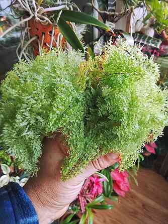 Нефролепис коттон кэнди Донецк