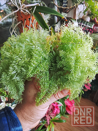 Нефролепис коттон кэнди Донецк - изображение 1