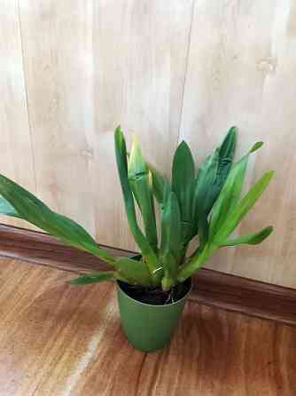 Камбрия, орхидея Донецк