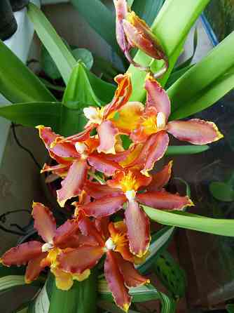 Камбрия, орхидея Донецк