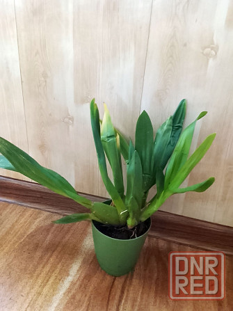 Камбрия, орхидея Донецк - изображение 2