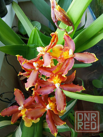 Камбрия, орхидея Донецк - изображение 1