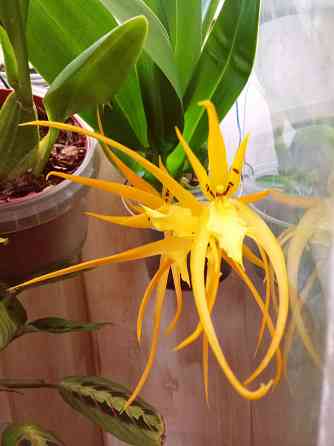 Брассада Оранж Делайт, орха Донецк