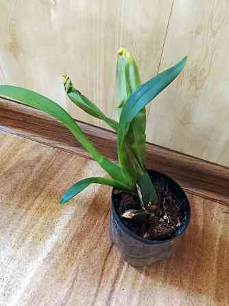 Брассада Оранж Делайт, орха Донецк