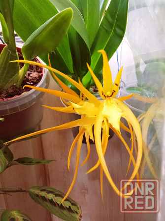 Брассада Оранж Делайт, орха Донецк - изображение 1