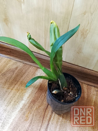 Брассада Оранж Делайт, орха Донецк - изображение 2