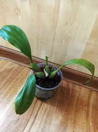 Орхидея -хвост гремучей змеи Донецк