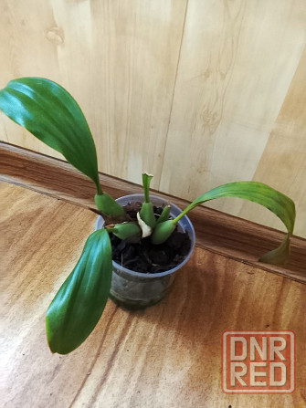 Орхидея -хвост гремучей змеи Донецк - изображение 1