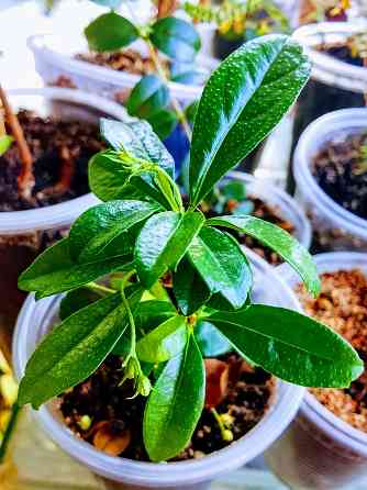 Кармона и эрика Донецк