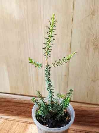 Кармона и эрика Донецк