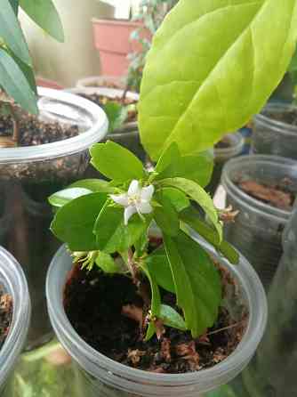 Кармона и эрика Донецк