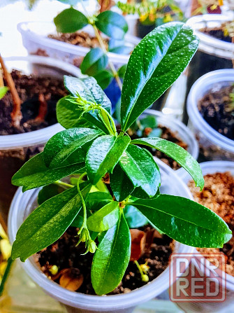 Кармона и эрика Донецк - изображение 1