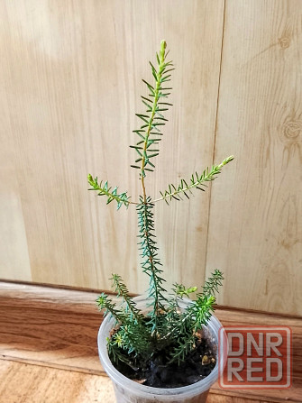 Кармона и эрика Донецк - изображение 2