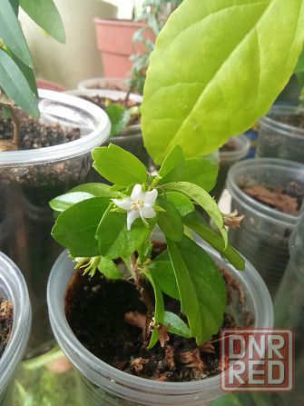 Кармона и эрика Донецк - изображение 1