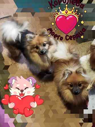 Подросшие щенки шпиц . Макеевка