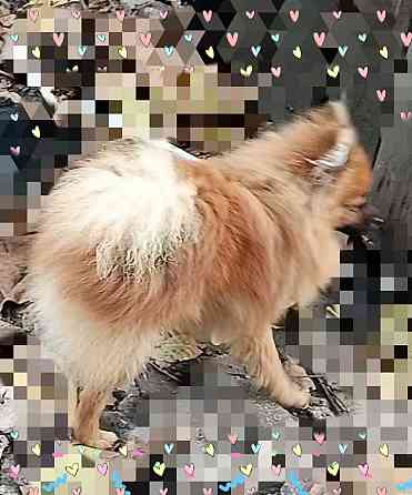 Подросшие щенки шпиц . Макеевка