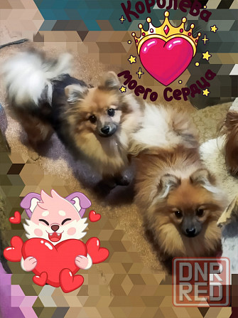 Подросшие щенки шпиц . Макеевка - изображение 2