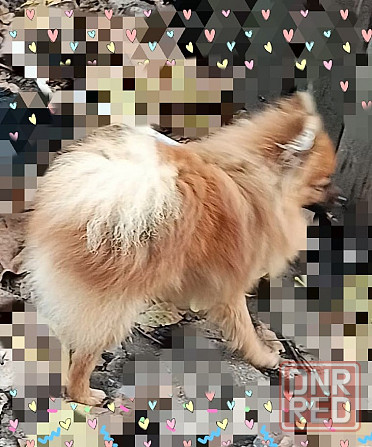 Подросшие щенки шпиц . Макеевка - изображение 1