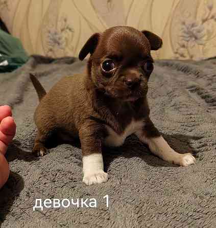 Шоколадные щенки чихуахуа Донецк