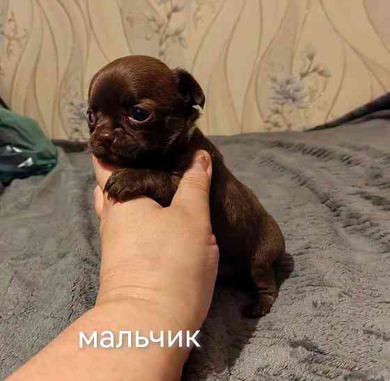 Шоколадные щенки чихуахуа Донецк