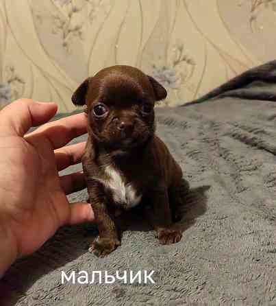 Шоколадные щенки чихуахуа Донецк