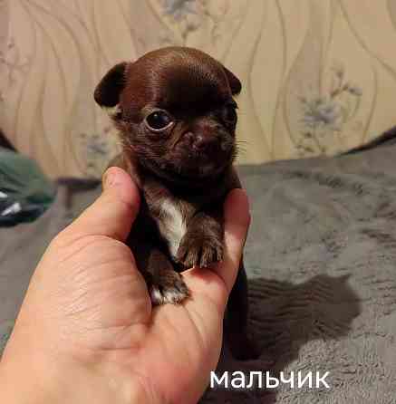 Шоколадные щенки чихуахуа Донецк