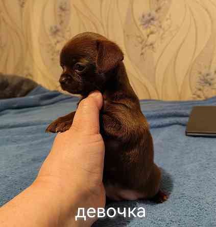 Шоколадные щенки чихуахуа Донецк