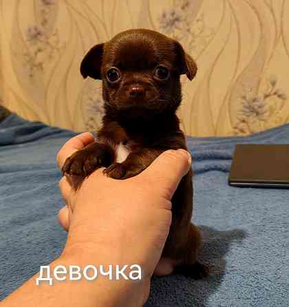Шоколадные щенки чихуахуа Донецк