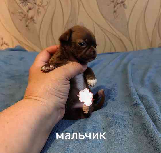Шоколадные щенки чихуахуа Донецк