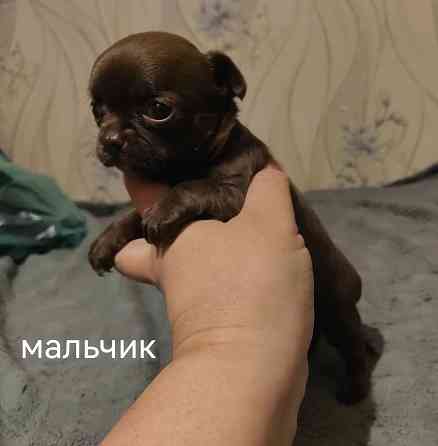 Шоколадные щенки чихуахуа Донецк