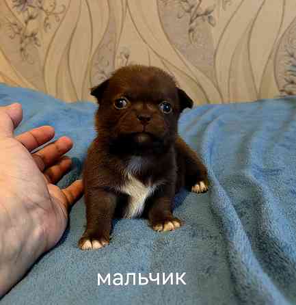 Шоколадные щенки чихуахуа Донецк